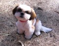 Kosun der Shih Tzu