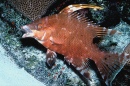 Junger Eber-Lippfisch in Curaçao