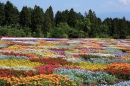 Japanischer Blumenteppich