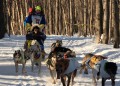 Schlittenhunderennen in Anchorage, Alaska