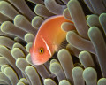 Anemonenfisch