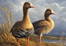 Federal Duck Stamp Kunstwettbewerb