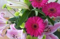 Gerbera, Orientale Lilie und Chrysantheme