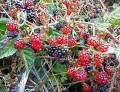 Brombeeren