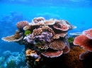 Korallen im Flynn Reef