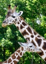 Giraffe Mutter und Kind