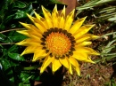 Gazania Blume