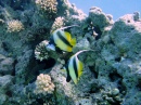 Rotmeer-Wimpelfisch im Temple Reef