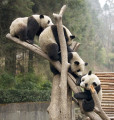 Riesenpandas in Wolong, China