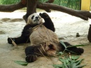 Panda + Bambus = Fauler Panda