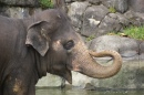 Elefant im Auckland-Zoo
