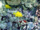 Korallenriffe mit Gelben Segelflossendoktor am Kailua-Kona