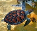 Seeschildkröten