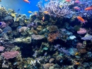 Korallen-Szene, Monterey Bay Aquarium