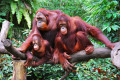 Orang-Utan Familie