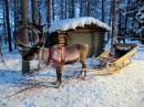 Rentierschlittenfahrt, Lappland