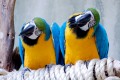 Macaws in der Vogelwelt