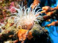 Seeanemone