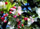 Frühlings-Blüten