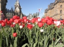 Ottawa Tulpenfestival