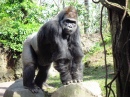 Gorilla im Bronx-Zoo
