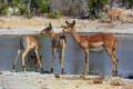 Weibliche Schwarznasenimpala in Namibia