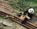 Panda in Chengdu, China