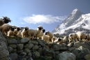 Matterhorn Schafe