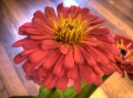 Zinnia Blume