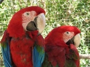 Macaw Papageie