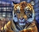Tiger im Topeka-Zoo