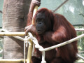 Orang-Utan im Phoenix-Zoo