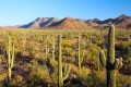 Saguaro-Nationalpark, Arizona