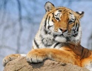 Tiger im Dartmoor-Zoo