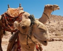 Kamel in Petra, die verlassene Stadt