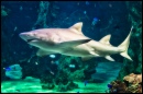 Weißer Hai, Sydney Aquarium