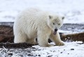 Junger Eisbär, Arctic National Wildlife Refuge