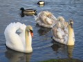 Schwan-Eltern und Kinder