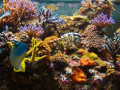 Tropisches Aquarium