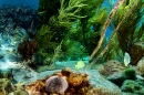 Unterwasserleben von der kleinen Inslel Klein Bonaire