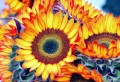 Sonnenblumen