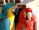 Blau-Gelber & Scharlachroter Macaw-Papageie
