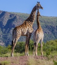Giraffenkalb und Mutter