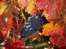 Herbstfarben im Weingarten
