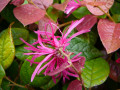 Razzleberry Loropetalum