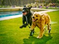 Shwerzer Labrador und Golden Retriever