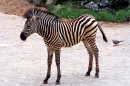 Kleine Zebra