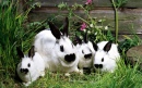 Kaninchen Familie