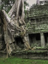 Angkor Wat Baum, Kambodschaa
