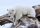 Junger Polarbär, Arctic National Wildlife Refuge